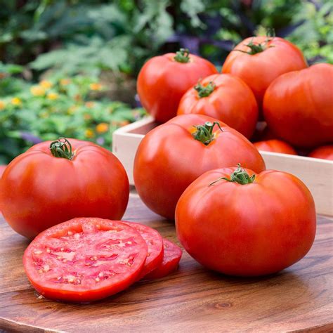 bonnie tomato plants